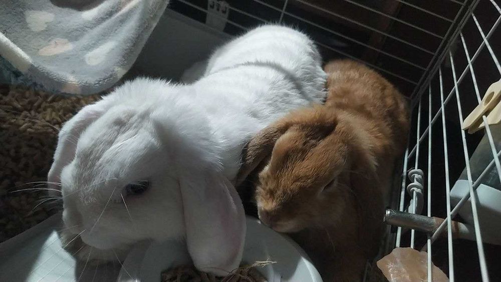 Два кролики в добрі руки, хлопці кастровані.