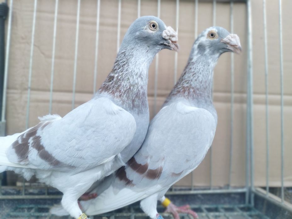 Gołębie Staropolskie