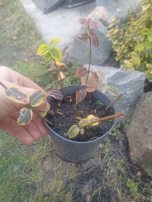 Бересклет з горщиком