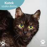Śliczny, czarny kocur Katek do adopcji!