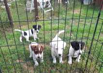 Suczka Jack Russell Terrier