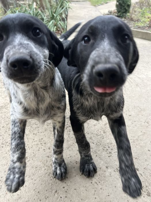 БЕЗКОШТОВНО цуценята мікс курцхаара та лайки