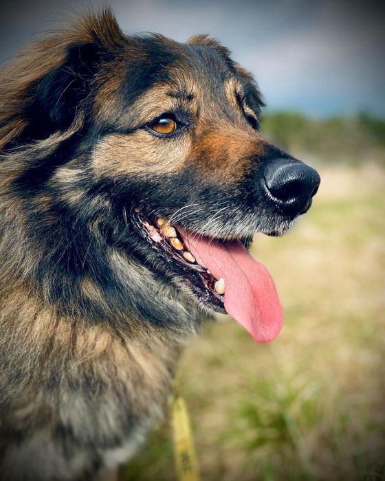 Puchaty Watek w typie owczarka do adopcji