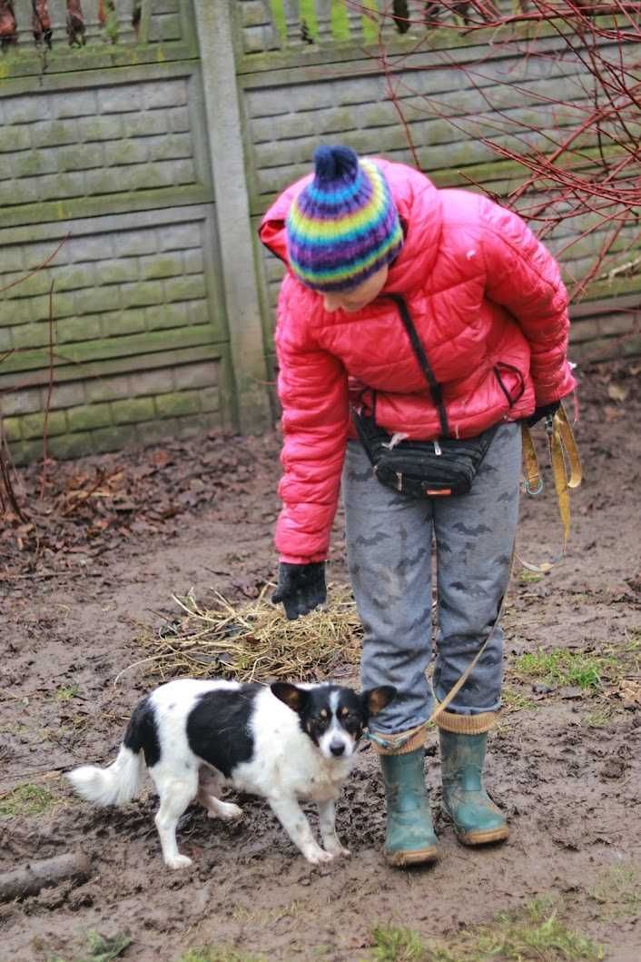 VINCENT - 10 lat, 10kg, lubi KOTY, spokojny, łagodny. [FILMIKI]