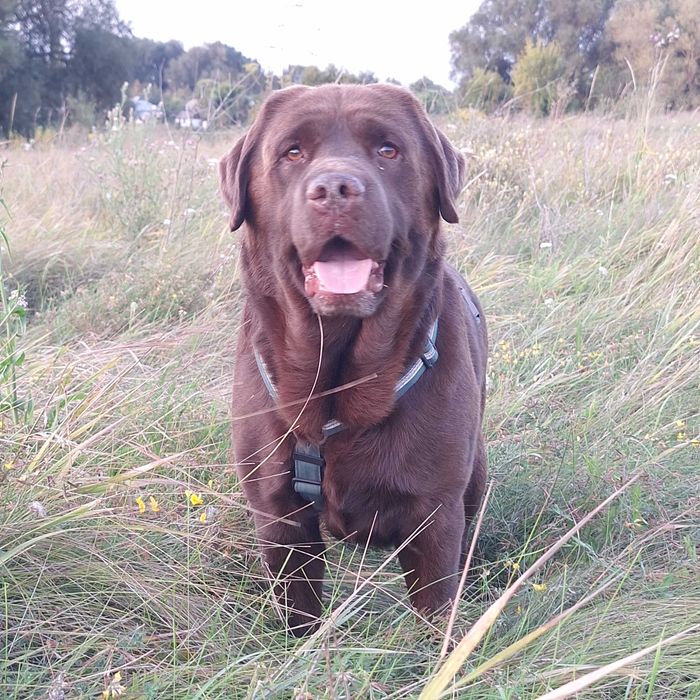 Кобель для в'яхки Лабрадор-ретрівер