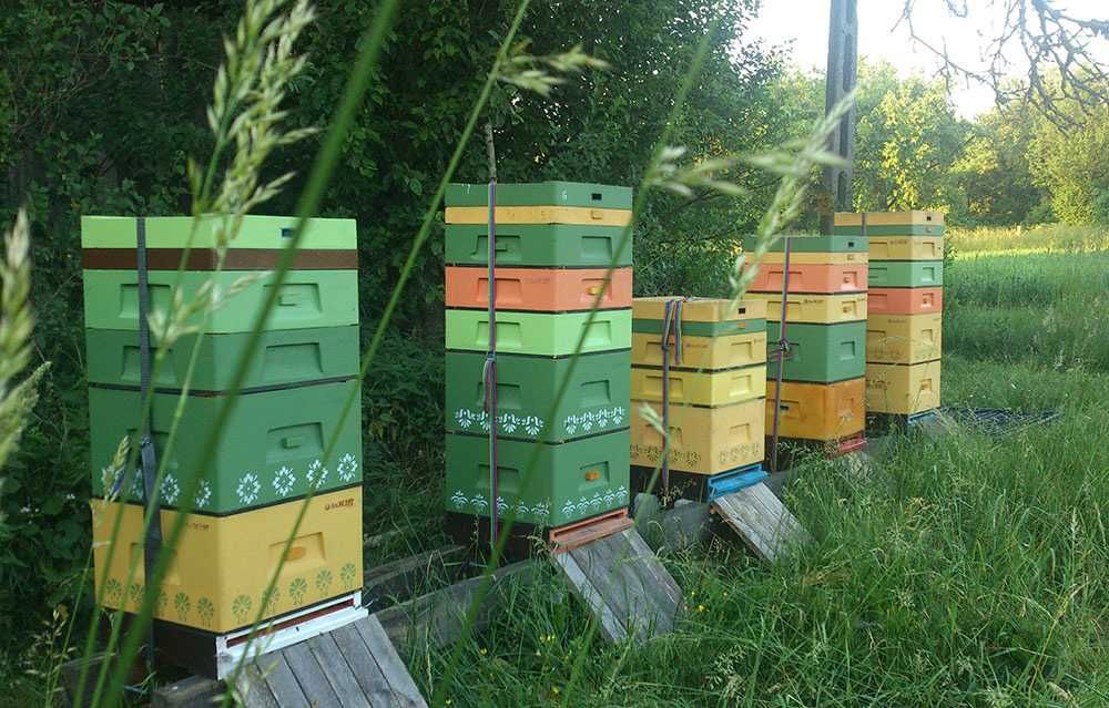 Pyszny miód z małej pasieki