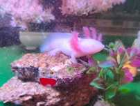 Axolotes disponíveis