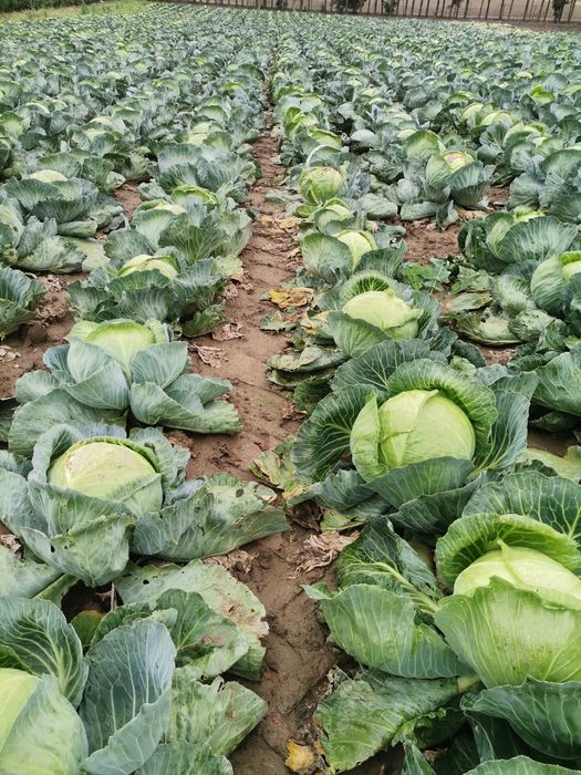 Kapusta szatkowana z marchewką