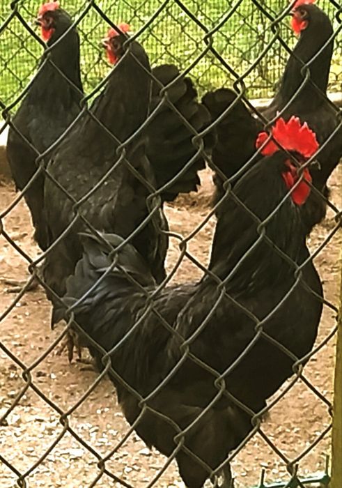 Kury australorpy kogut barnevelder