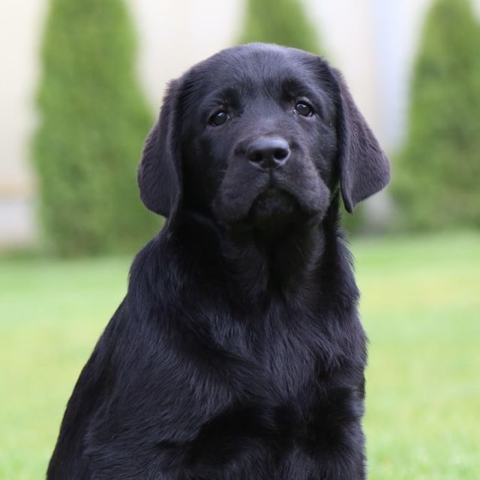 Чорна дівчинка лабрадор, шоу перспектива