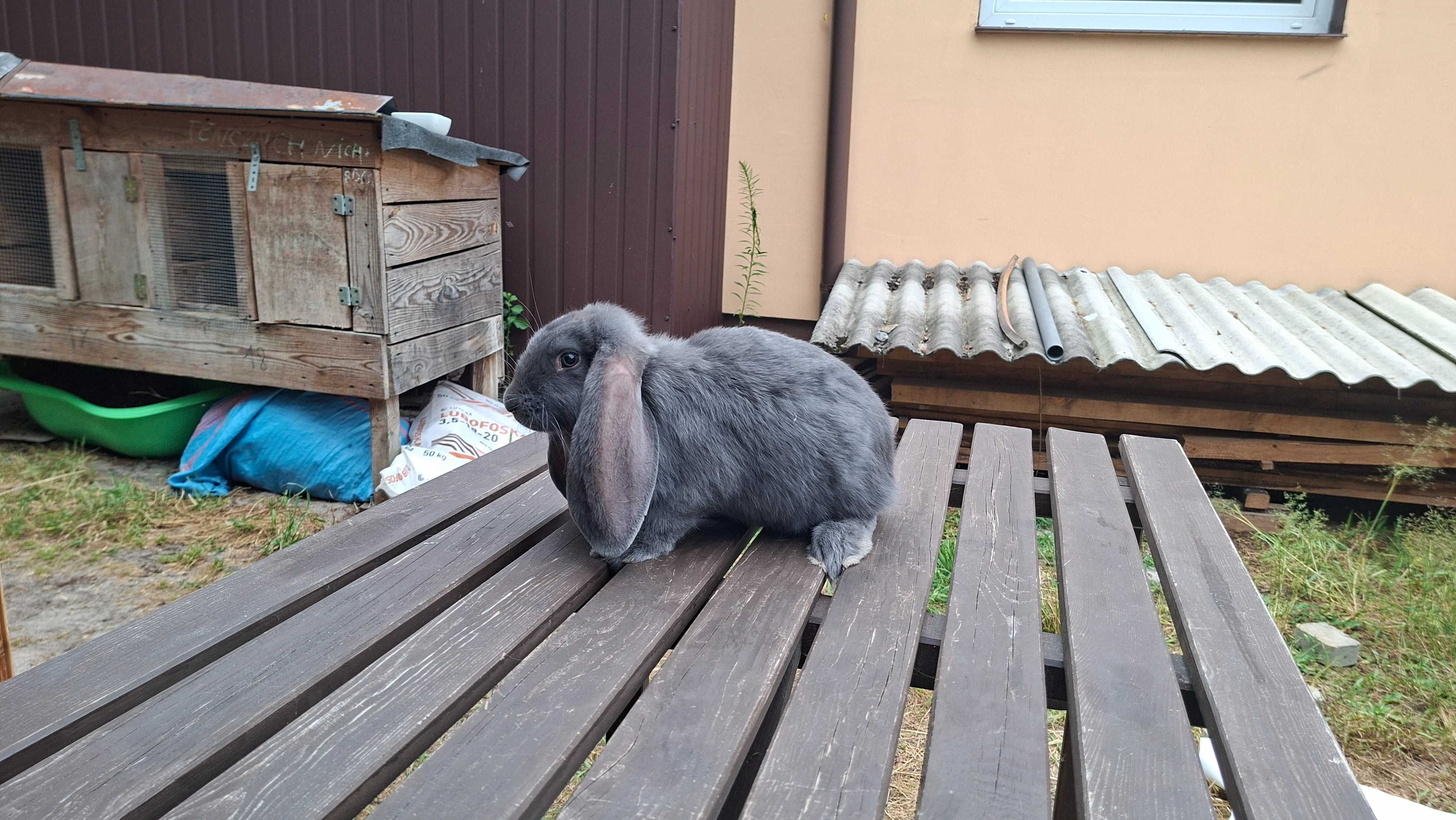 Młode barany francuskie