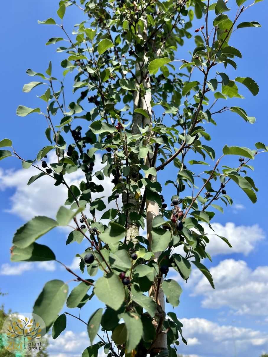 Amelanchier Obelisk, Świdośliwa olcholistna, obwód 6-8cm, 300-350cm