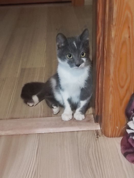 Кошеня шукає родину