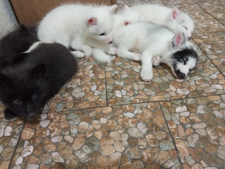 Lisy, liski, lis, lisięta, hodowla MarbleFox, szczenięta 2026