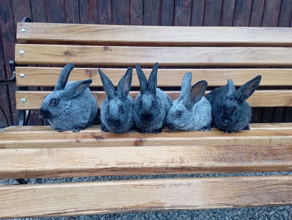 Кролики Полтавське Срібло!