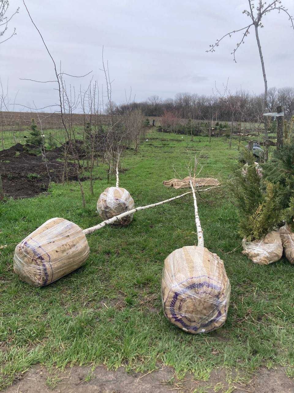 Береза ком , Bétula , birch , дерева , деревья.