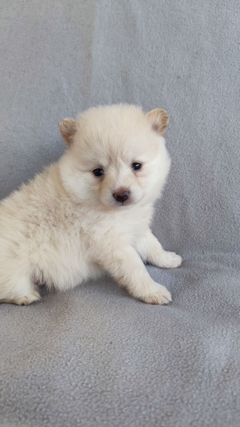 Spitz Alemão macho disponível