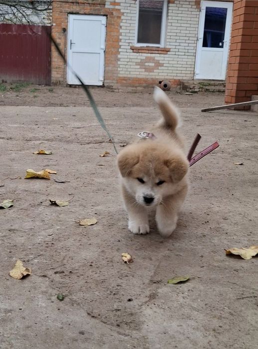 Мальчики с документами КСУ