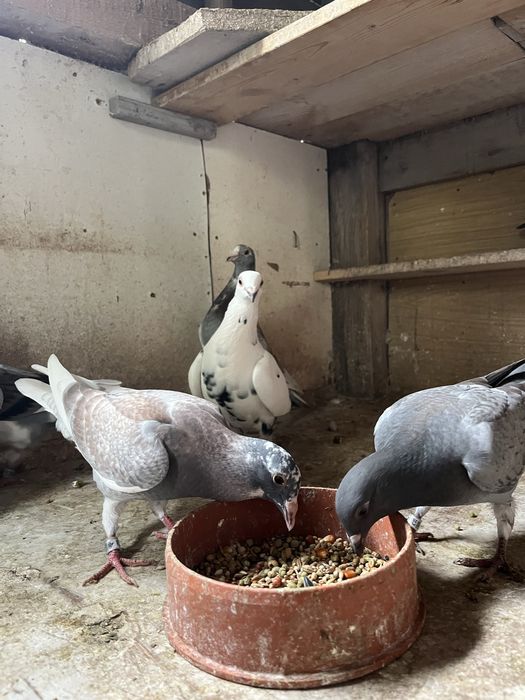 Gołębie pocztowe młode