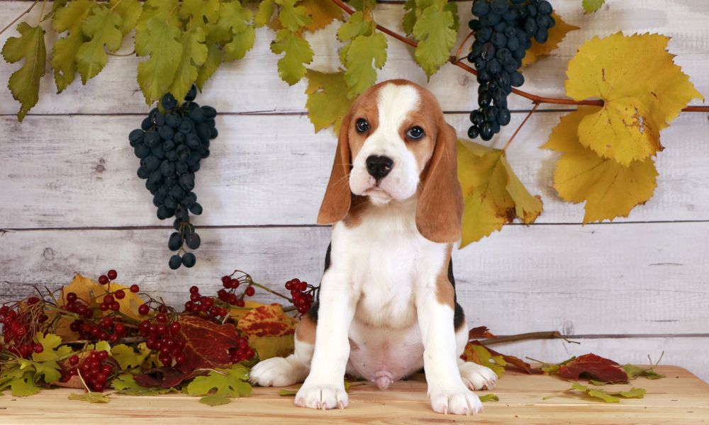 Цуценя бігля КСУ хлопчик Нік, щенок бигля мальчик