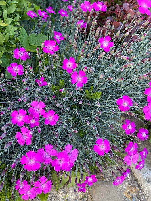 Гвоздика сад.,флокс шилов., флокс розтопир., стахіс, очитки, ясколка.