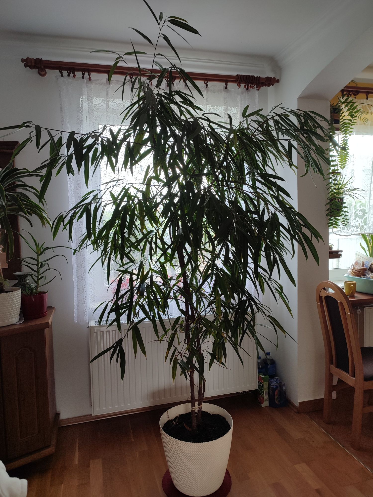 Fikus ALII Ficus - wąskolistny 230cm podwójny