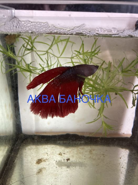 Півник. Півники. Самочки півників. Рибка півник