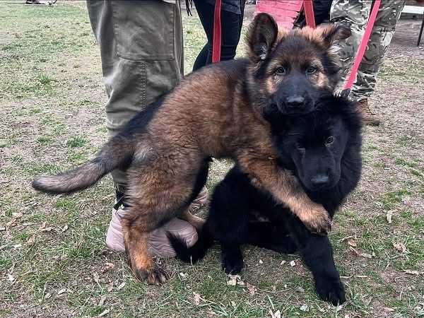 Продаються цуценята німецької вівчарки