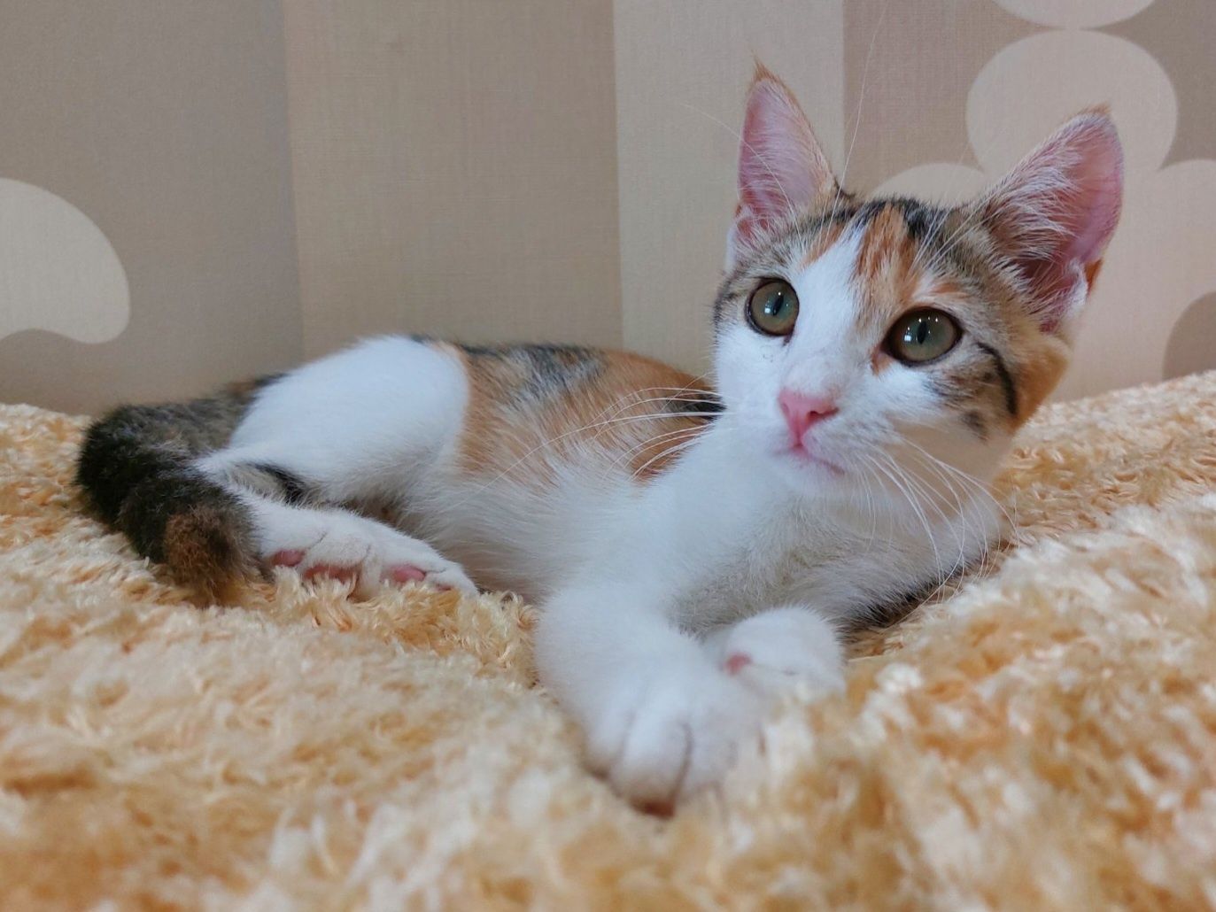 Котенок. Девочка.