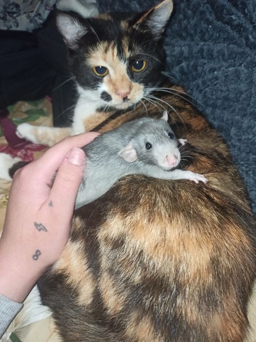 Криски в добрі руки