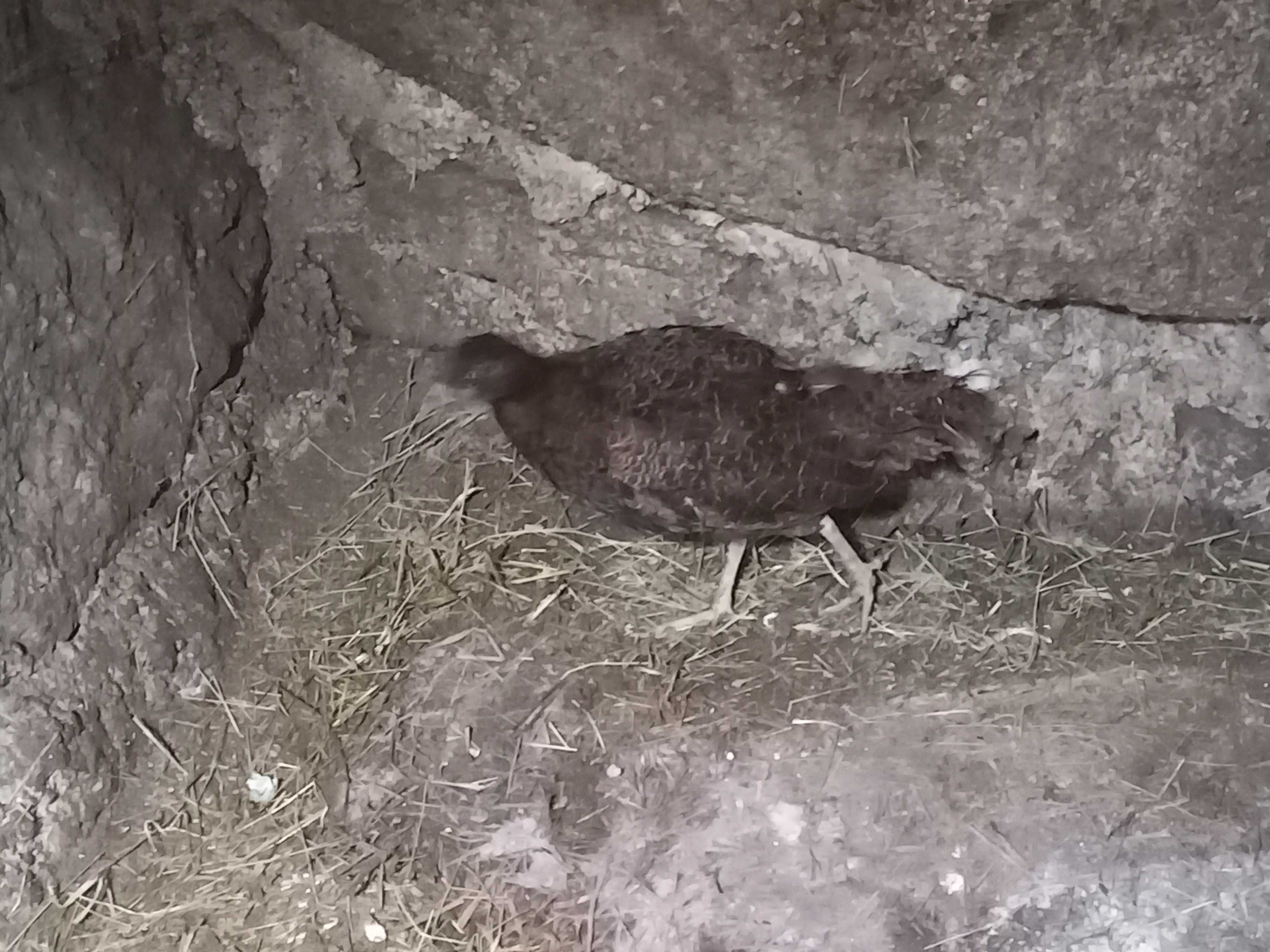 Vendo casal de faisoes versicolor tenebroso