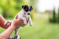 Jack Russell Terrier suczka gładkowłosa ZKwP