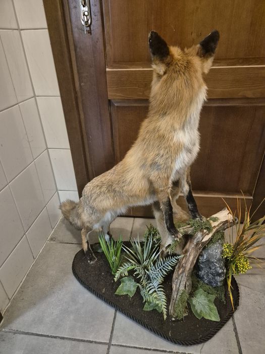 Lis spreparowany lisy lisek wypchany