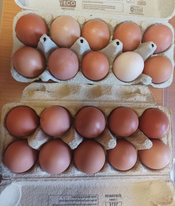 Wiejskie jajka.  1.1 zł za szt.