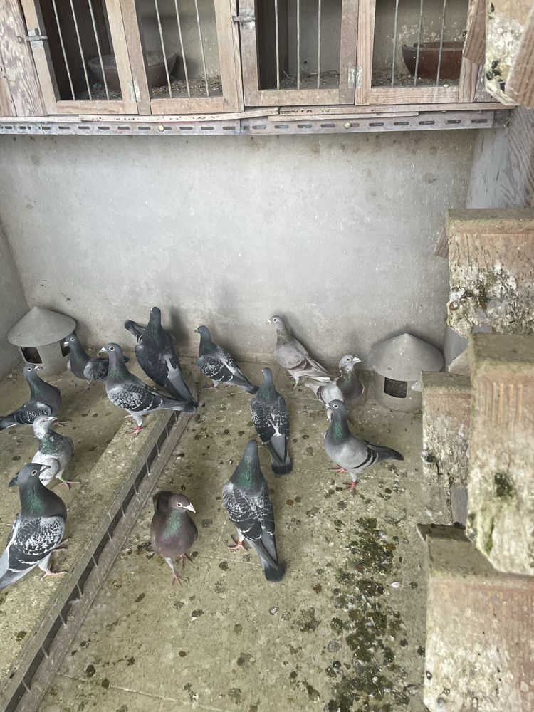 Vendo pombos correios