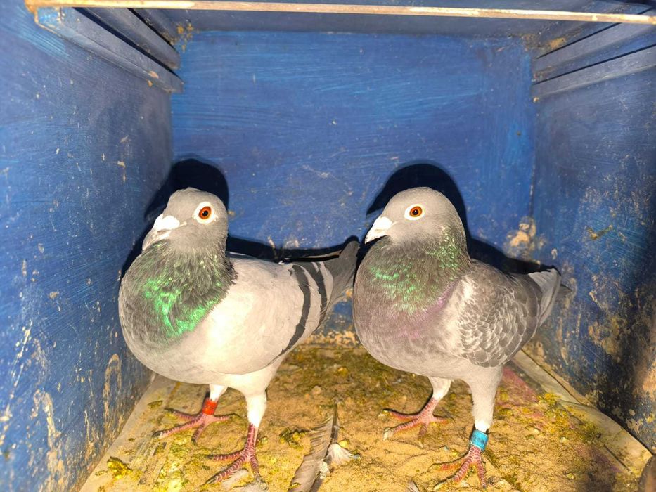 pombos correios reprodutores