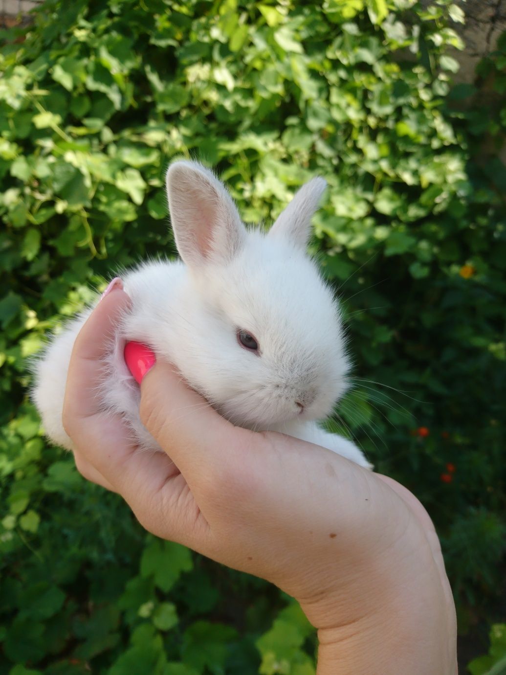 Кролики декоративные белые  с рыжими пятнами ,кремовая