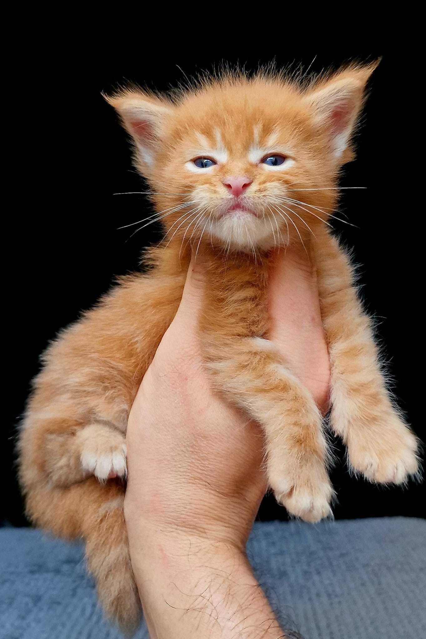 Maine coon, piękny rudy kocur