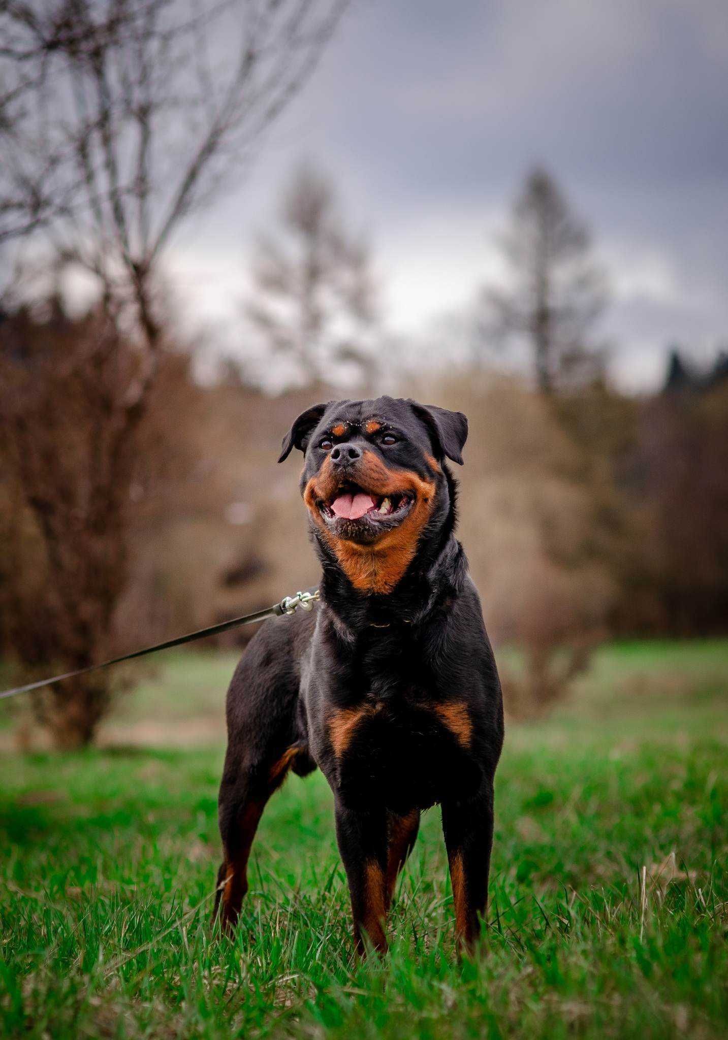 Chanel, sunia z rodowodem. Uwielbia ludzi i wodę.