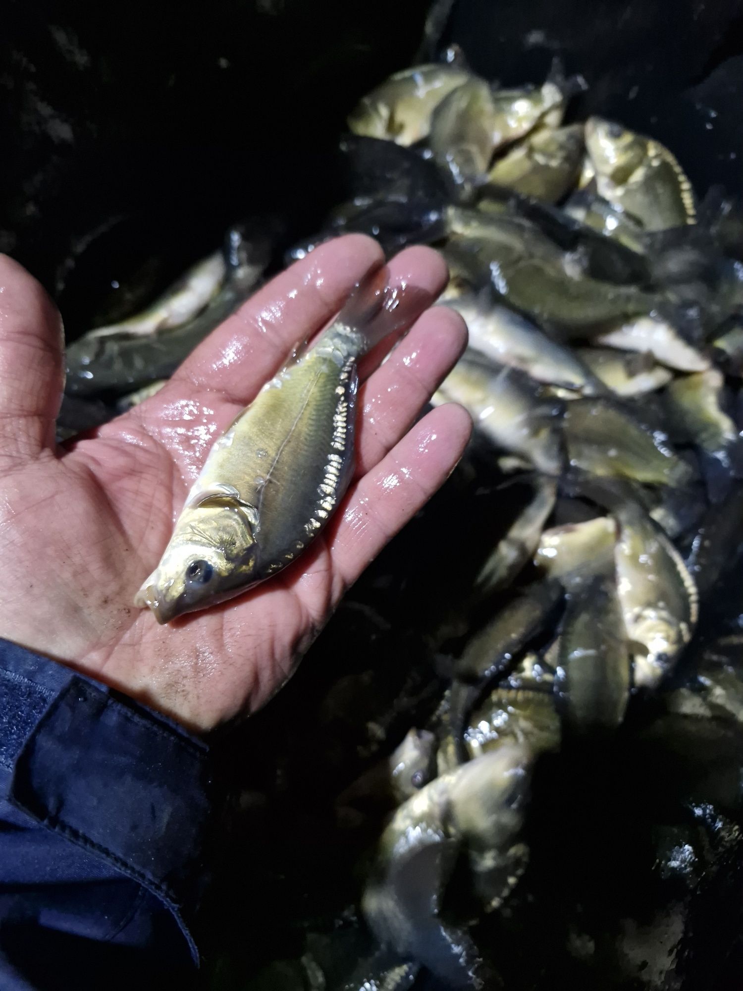 Narybek i kroczek karpia