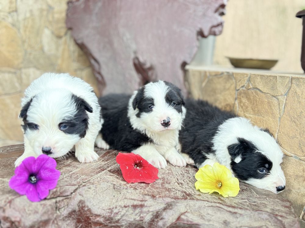 Border collie suczka z rodowodem