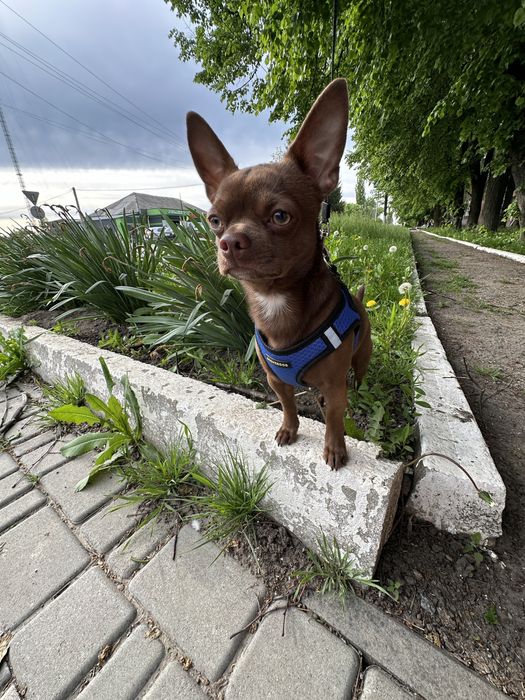 Вязка чихуахуа