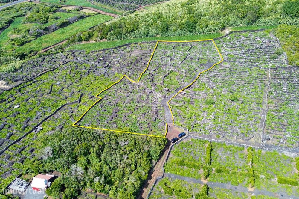 Terreno Rústico com vinha na Madalena, na Ilha do Pico