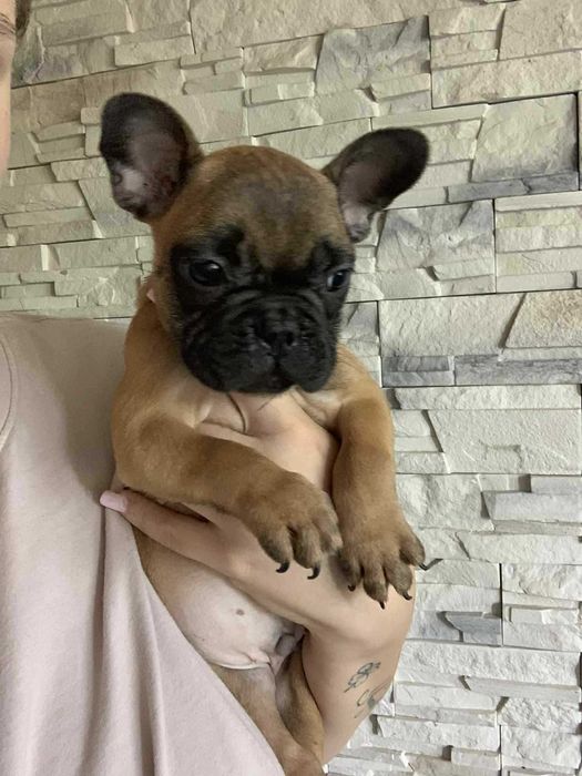Buldog francuski suczka