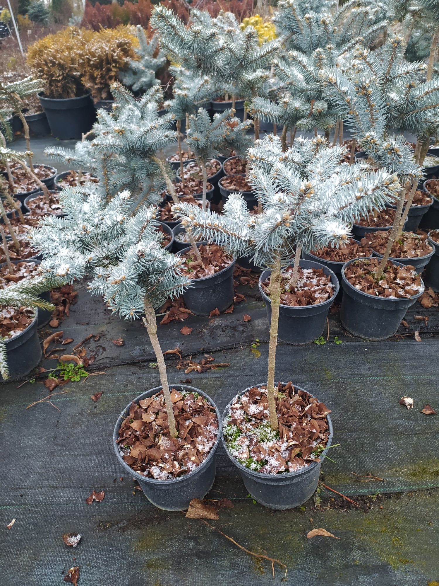 Ялина колюча Glauca Globosa 2 л / 35-45 см штамб/ - 600 грн