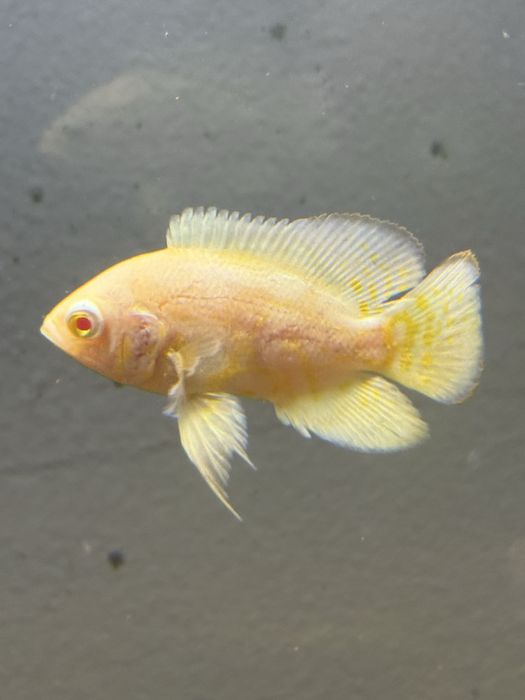 Oscares diversas especies