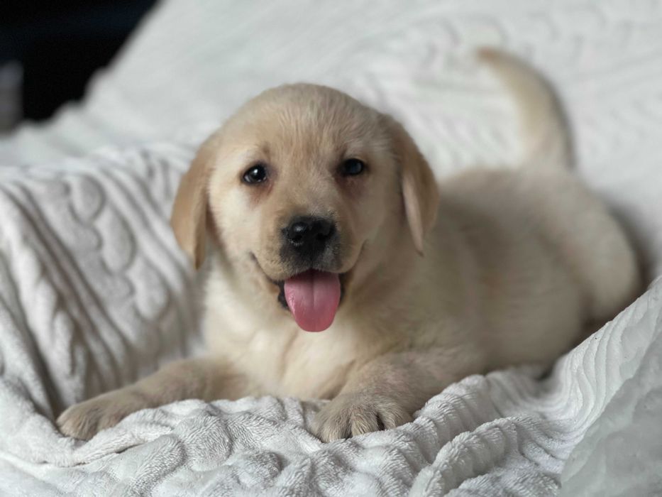 labrador retriever ,labradory piesek biszkoptowy ZKwP FCI