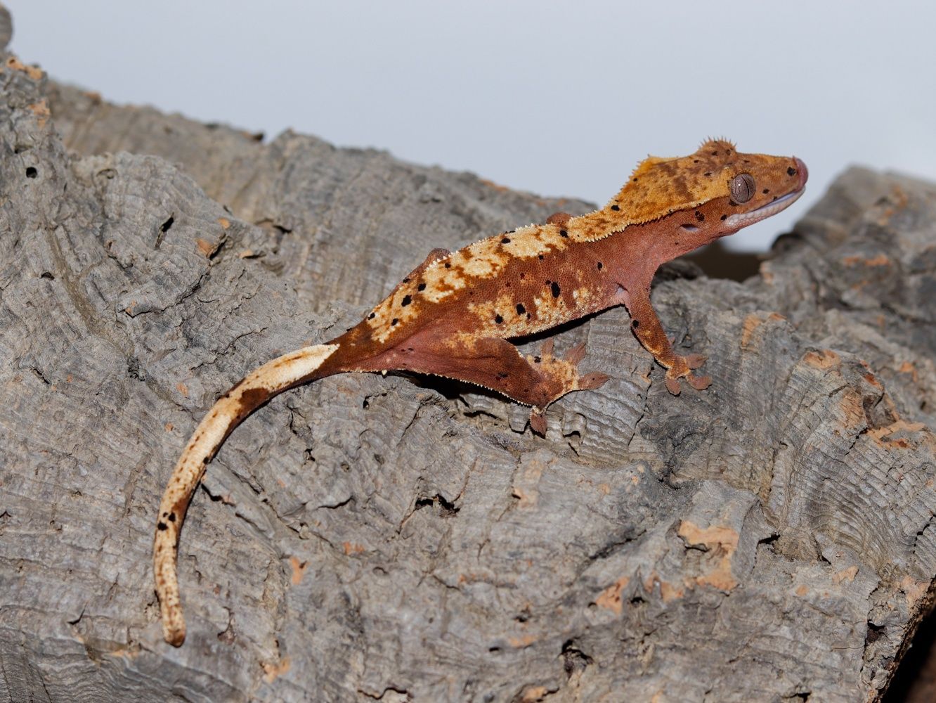 Gekon orzęsiony młoda Samica red harlequin dalmatian