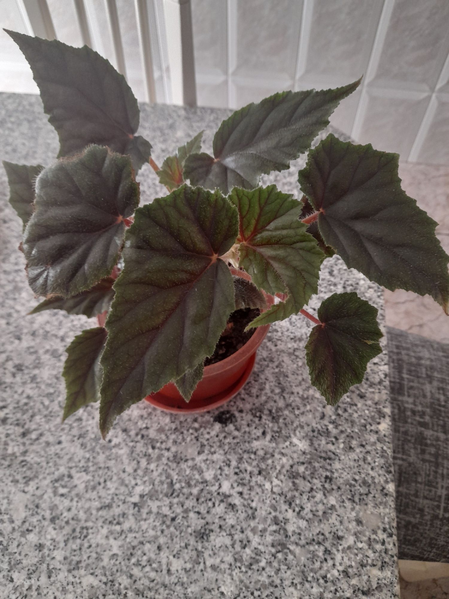 Vegonia   planta