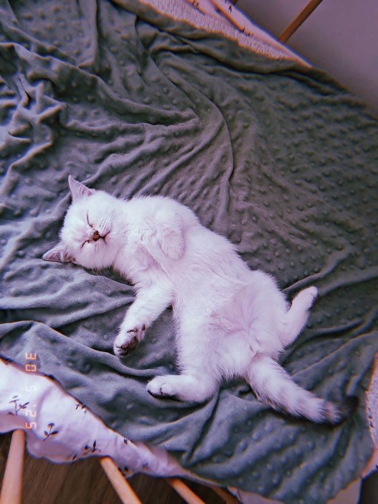 Котенок девочка 4 мес